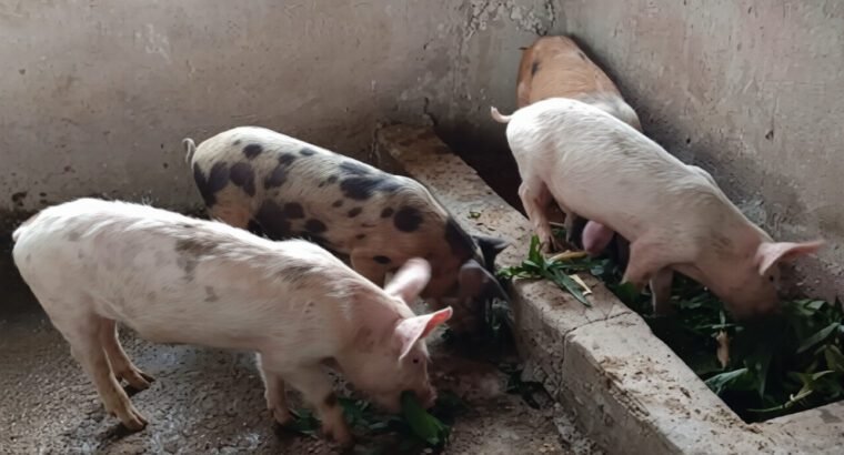 Piglets and Adult Pigs