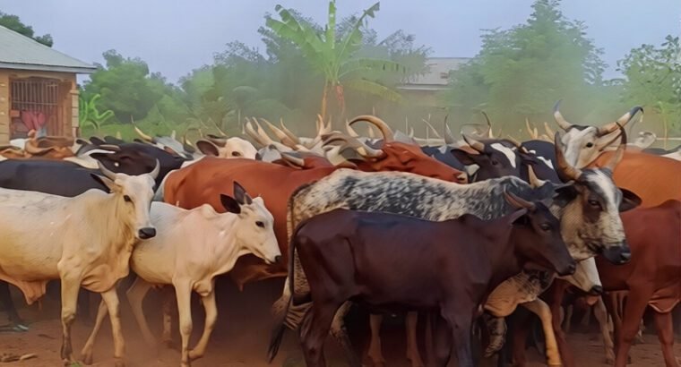 Cow’s and Rams All Sizes and Types for Sale