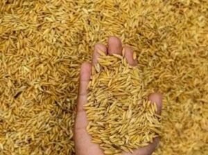 Paddy Rice Available in Adaklu Volta Ghana