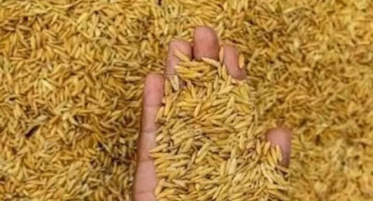 Paddy Rice Available in Adaklu Volta Ghana