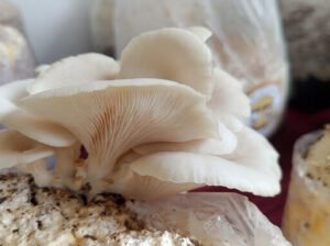 Quick Guide – Growing Mushrooms – PDF
