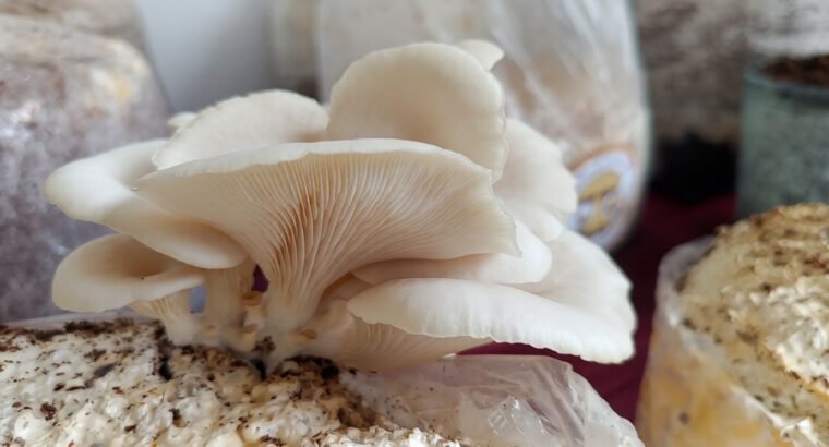 Quick Guide – Growing Mushrooms – PDF
