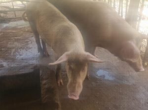 Pigs for Sale