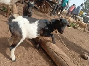 Goats for Sale in Tamale