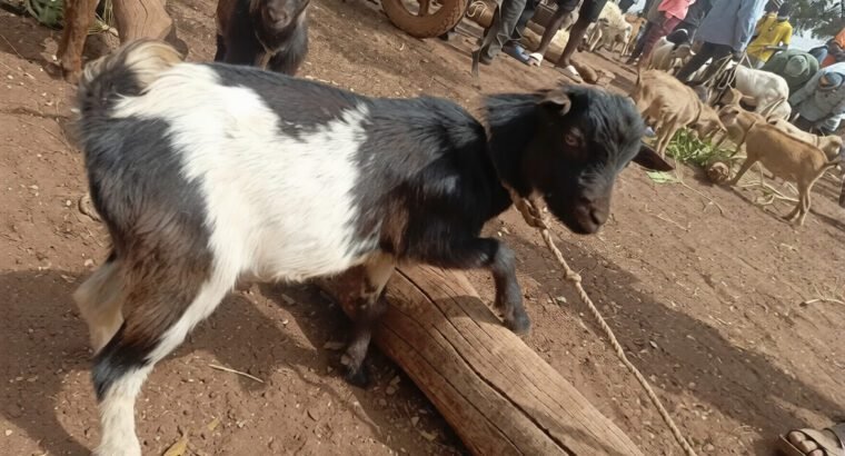 Goats for Sale in Tamale