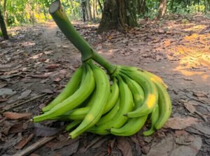 Plantain and Cocoyam Suckers Available