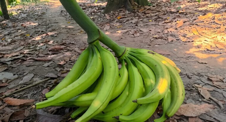 Plantain and Cocoyam Suckers Available