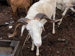 Sheep Is Available Selling