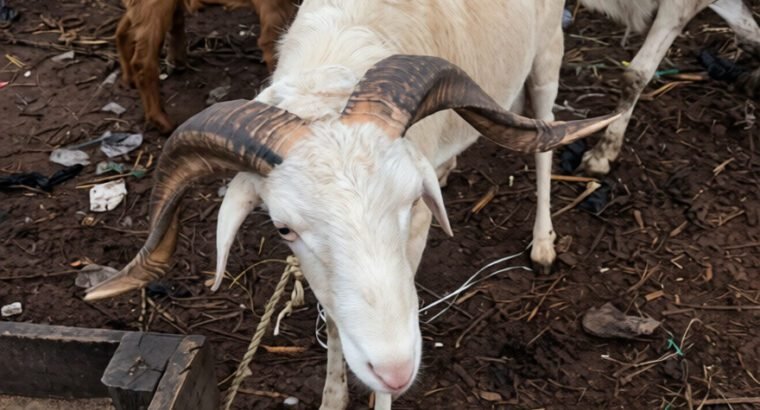 Sheep Is Available Selling