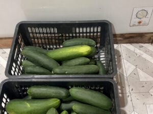 Fresh Cucumber