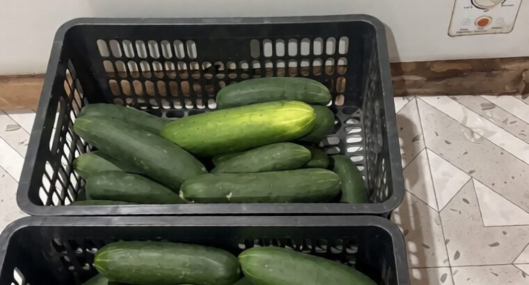 Fresh Cucumber