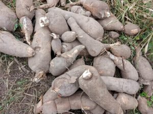 Cassava for Sale