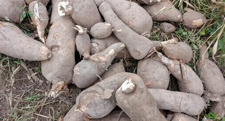 Cassava for Sale