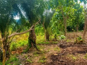 Farmers Wanted at Hohoe Municipality