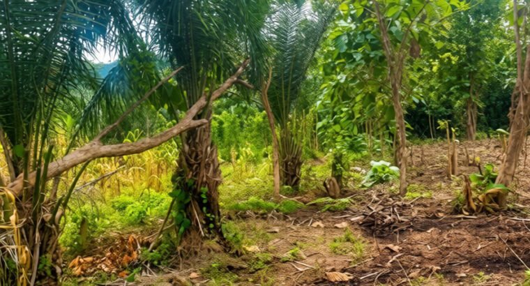 Farmers Wanted at Hohoe Municipality