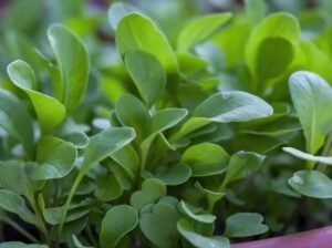 Duckweed, Azolla And Water Letuce