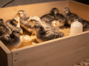 Day old chicks