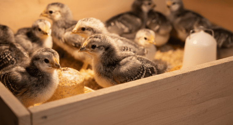Day old chicks