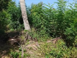 Registered One Plot of Land at Moree for Sale