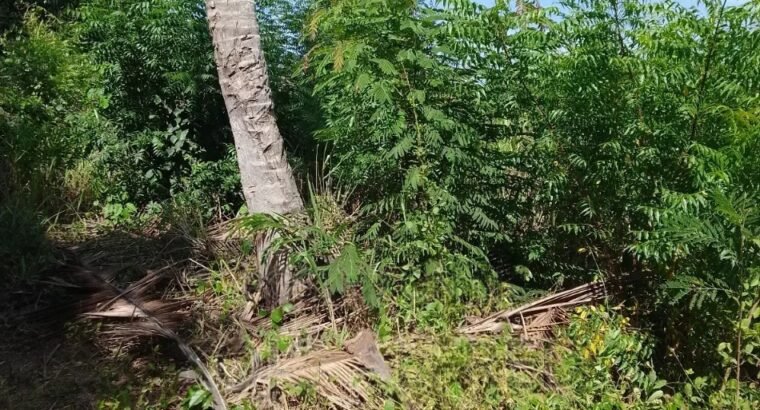 Registered One Plot of Land at Moree for Sale