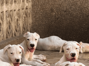 1-3 months Male Purebred Dogo Argentino