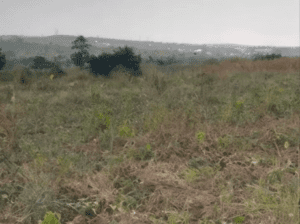 Free Zone Land for Sale