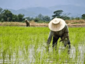 Large Quantity Rice Buyers