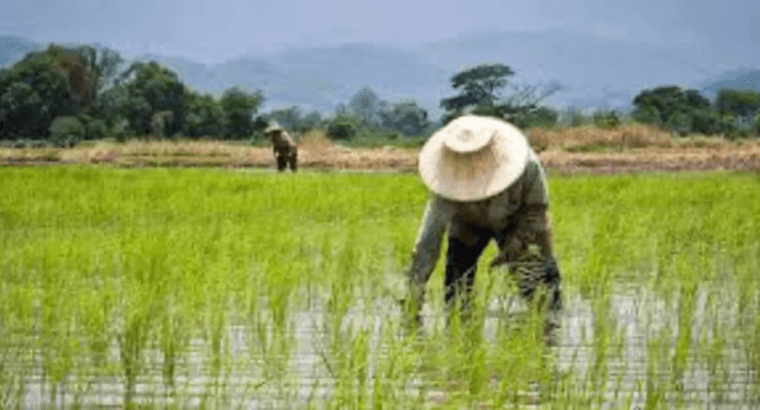 Large Quantity Rice Buyers