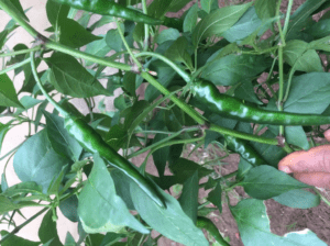 G K Organic Seeds and Seeding