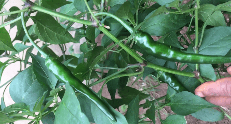 G K Organic Seeds and Seeding