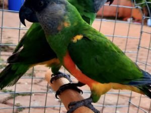 Senegalese Parrot
